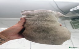 French Bulldog dogs for sale: French bulldog  - Image 20