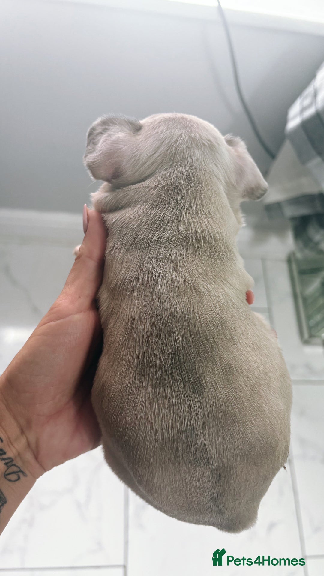 French Bulldog dogs for sale: French bulldog  - Image 20