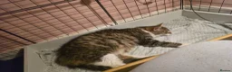 Mixed Breed cats for sale: Tabby Kittens - Advert 1