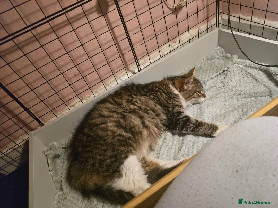 Mixed Breed cats for sale: Tabby Kittens - Advert 1