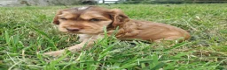 Cocker Spaniel dogs for sale: Gorgeous Show Cocker Spaniel Puppies - Advert 4