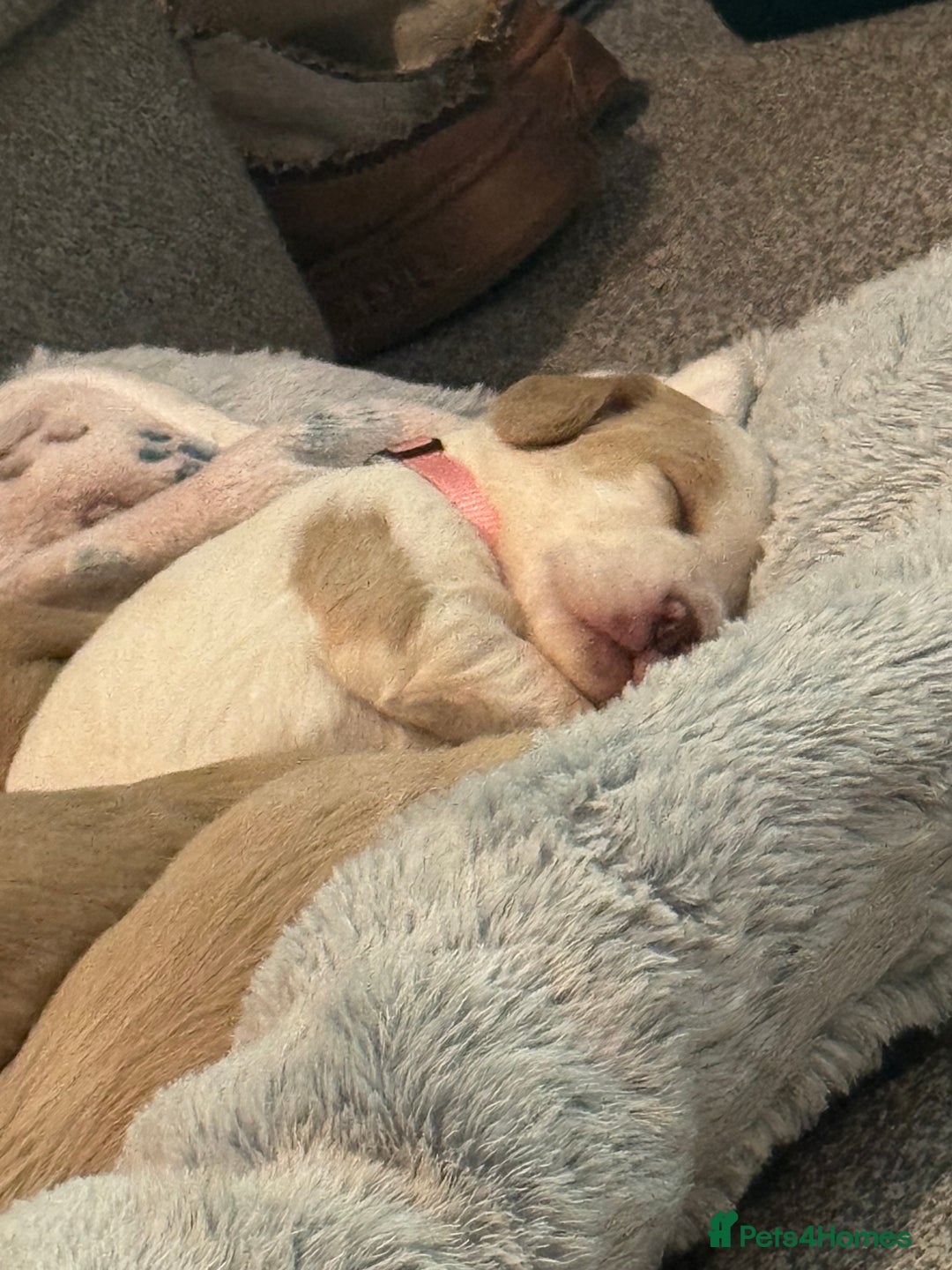 Cocker Spaniel dogs for sale: Last Baby Available - Advert 2