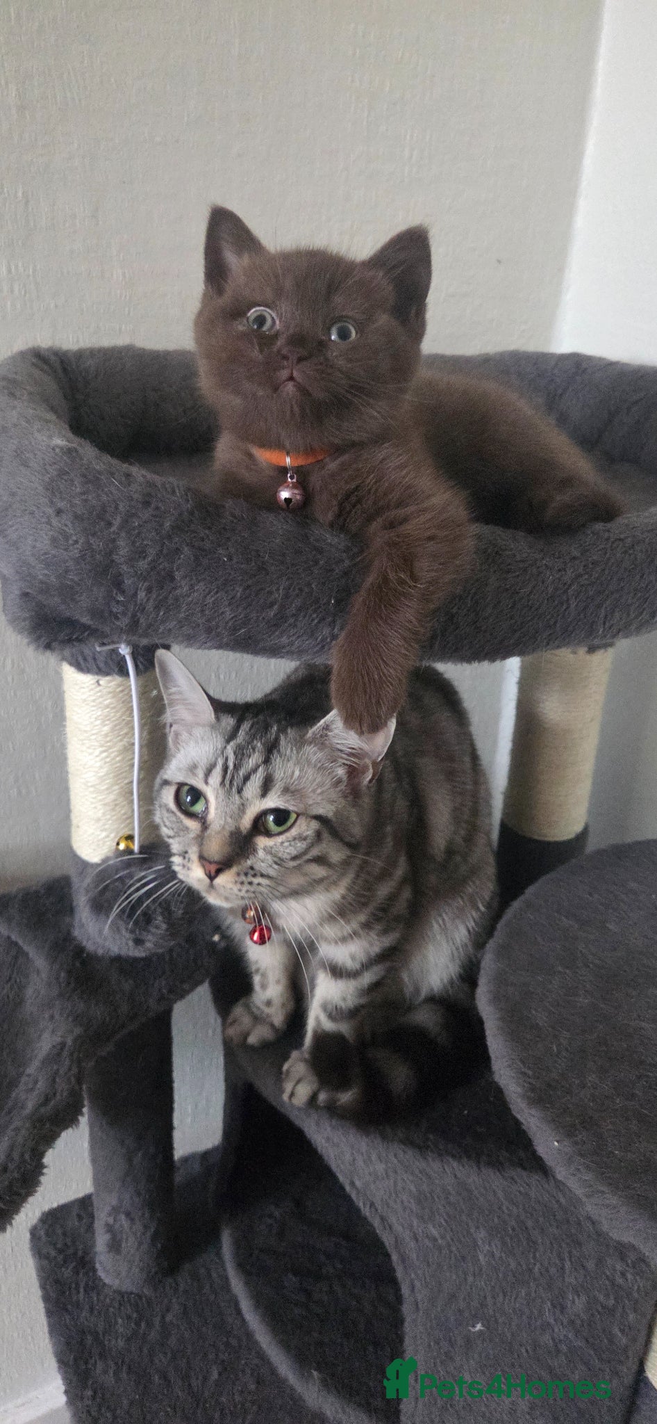 British Shorthair cats Chocolate British Short Hair - Advert 4