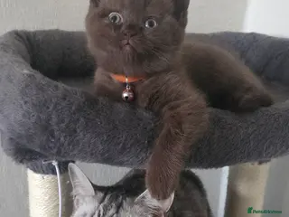 British Shorthair cats Chocolate British Short Hair - Advert 4