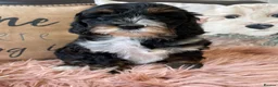 Cockapoo dogs for sale: F1bCockapoos 5 star  licenced premises  - Advert 3