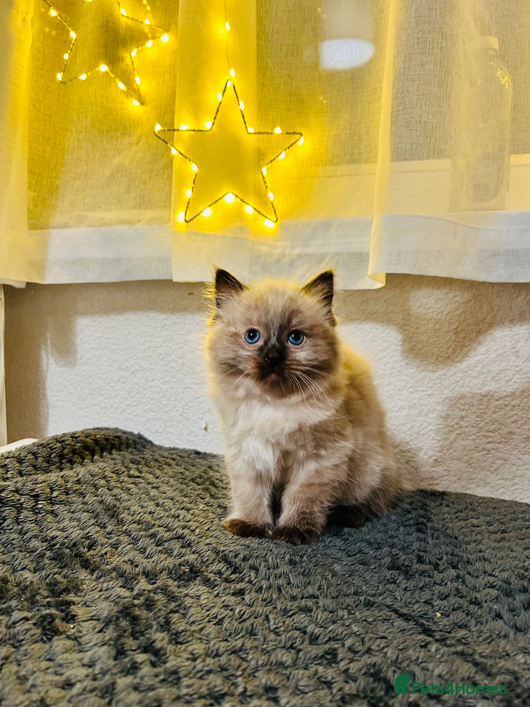 Ragdoll cats for sale: Ragdoll Kittens  - Advert 9