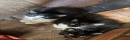 Mixed Breed cats for sale: 3 adorable kittens for sale £100 for all  in Clacton-on-Sea - Advert 1
