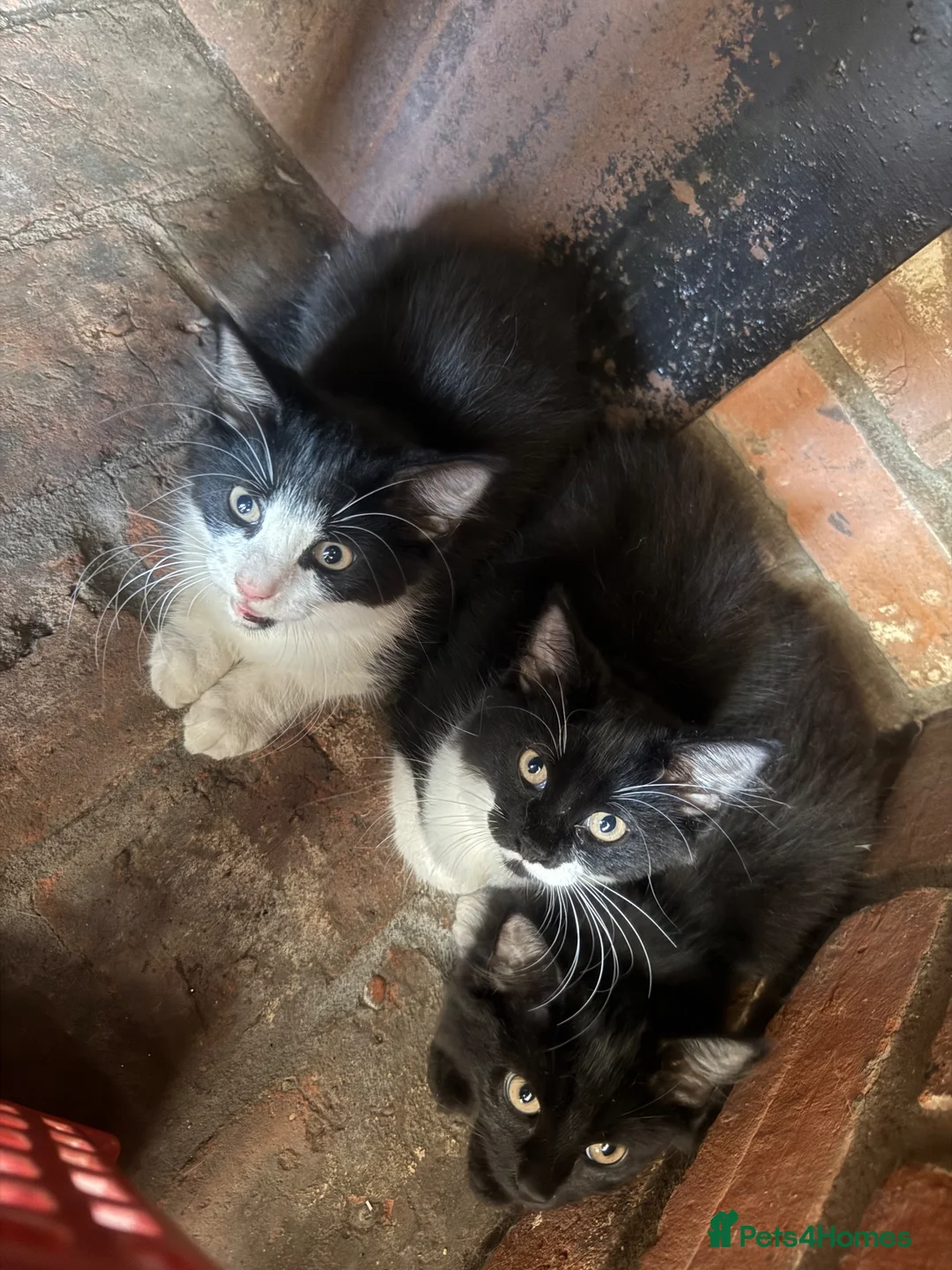 Mixed Breed cats for sale: 3 adorable kittens for sale £100 for all  in Clacton-on-Sea - Advert 1