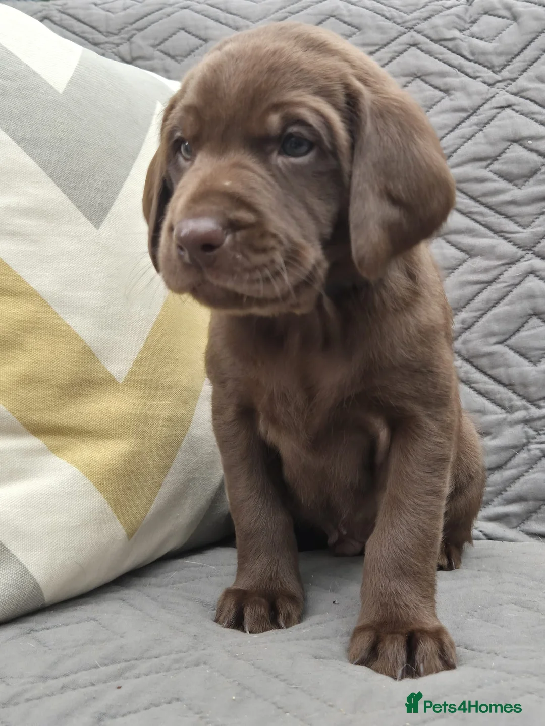 Labrador Retriever dogs for sale: Adorable KC registered Labrador puppies  in Downham Market - Advert 2