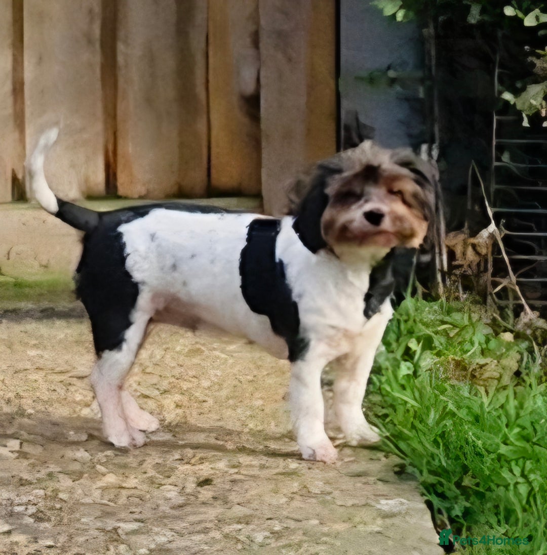 Yorkshire Terrier dogs for sale: Adult Yorkshire Terrier Biewer Girl - Image 2