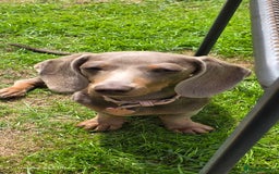 Miniature Dachshund dogs for sale: Miniature daschund  - Image 1