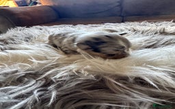 Mixed Breed dogs for sale: Pomeranian x - Image 10