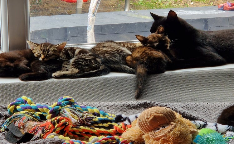 Mixed Breed cats - Advert 2