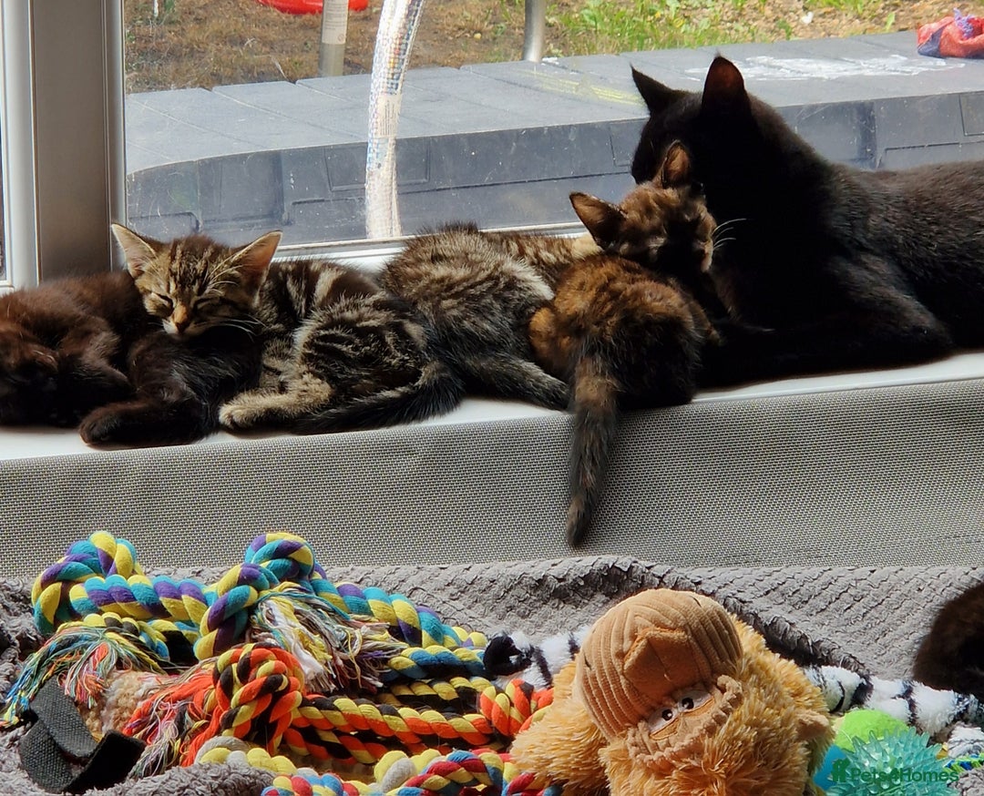 Mixed Breed cats for sale: Mixed breed Beautiful kittens - Image 1