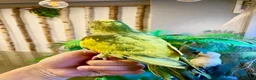 Ringnecks birds for sale: Hand Reared Baby Indian Ringneck Parrots For Sale - Advert 16