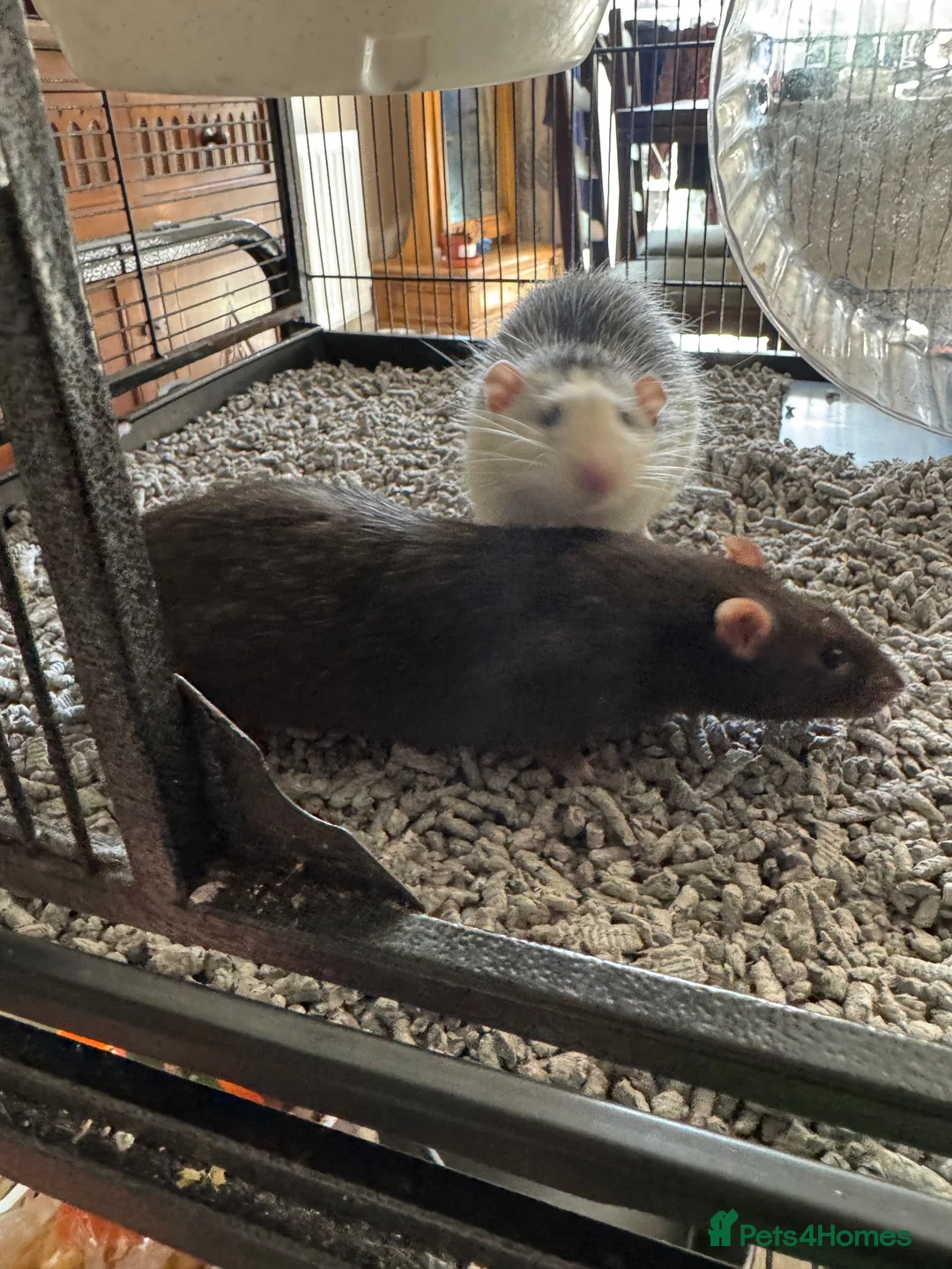 Rat rodents for sale: 2 beautiful boys looking for a new home❤️ in Preston - Advert 1