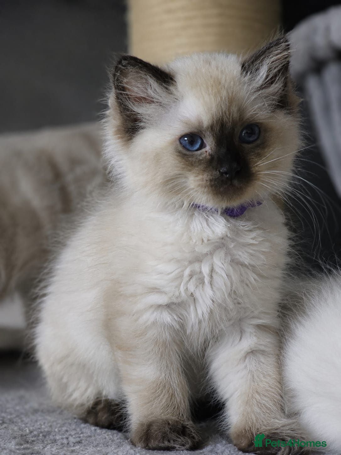 Ragdoll cats 💞 Gorgeous TICA-Registered Ragdoll Kittens 💞 - Advert 2