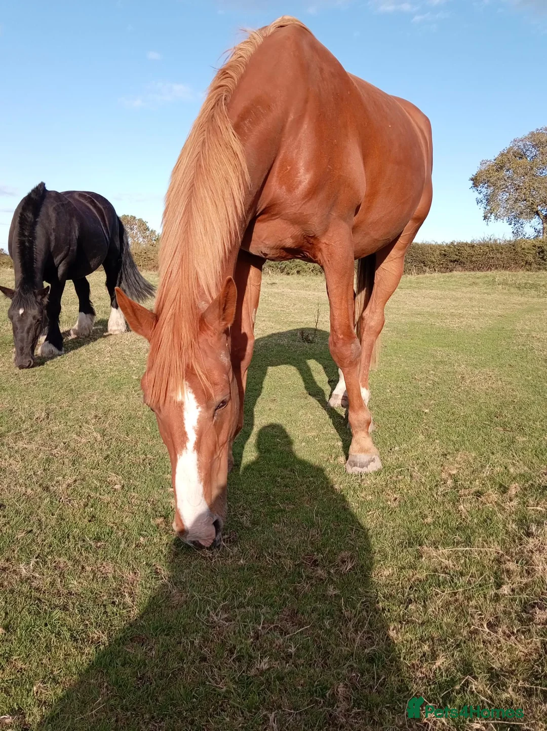 Irish Sports horses for sale: Khal  9 year old 17.2/3hh Irish sport horse  - Advert 2