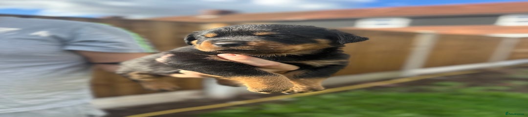 Rottweiler Puppy 7