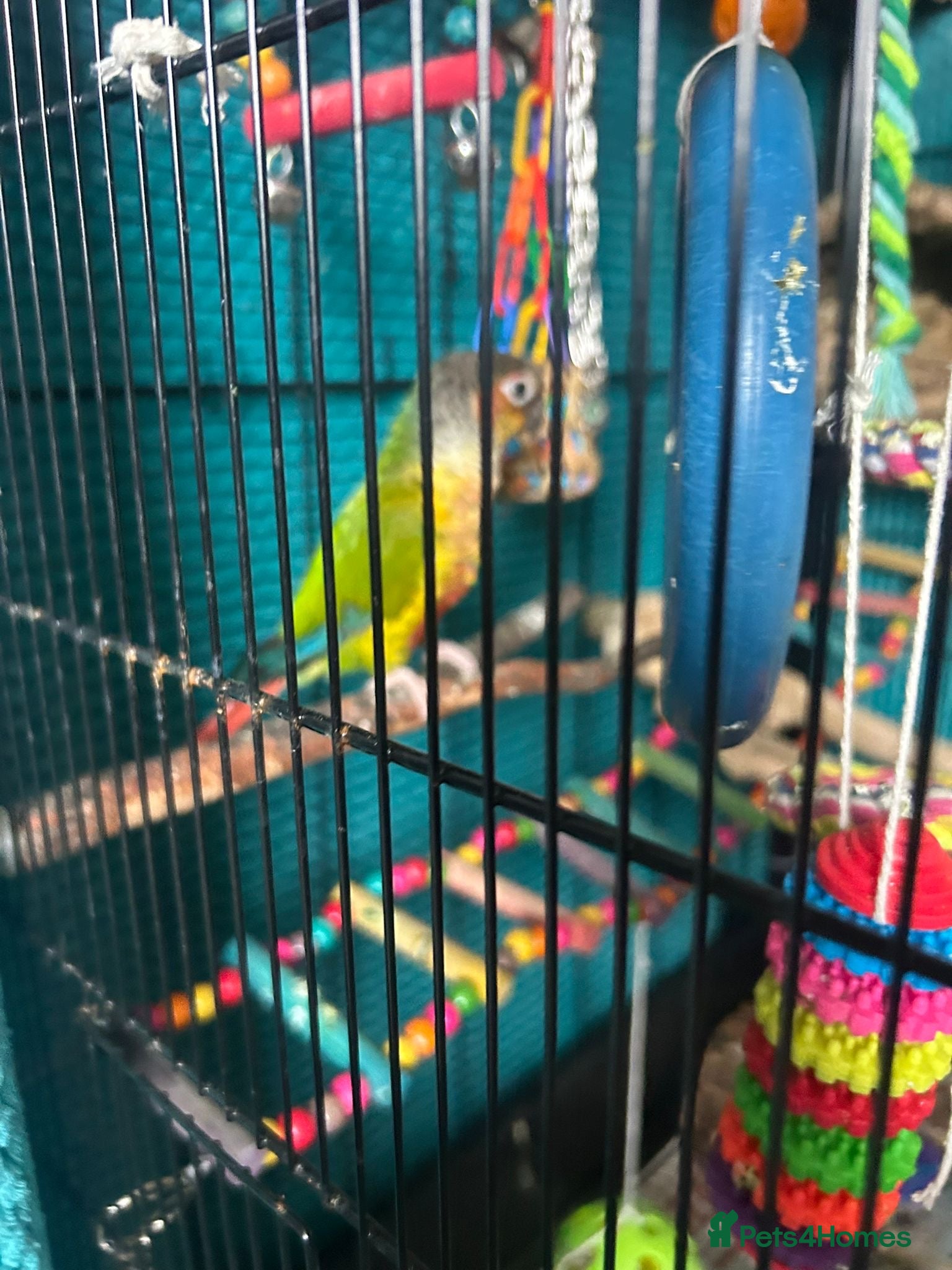 Conures birds Pineapple Conure  - Advert 2