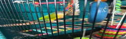 Conures birds for sale: Pineapple Conure  - Advert 1