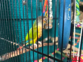 Conures birds Pineapple Conure - Advert 18