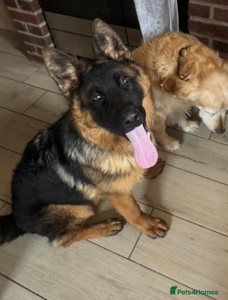 German Shepherd dogs for sale: Beautiful KC girl looking for her forever home - Advert 2