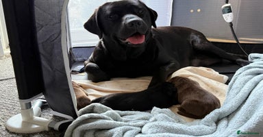 Labrador Retriever dogs - Advert 12