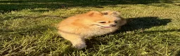 Pomeranian dogs for adoption: 🐾 Tuzi – Female Pom Looking for aForever Home 🐾 - Advert 7