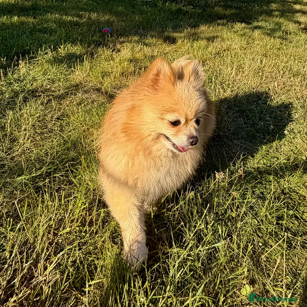 Pomeranian dogs for adoption: 🐾 Tuzi – Female Pom Looking for aForever Home 🐾 - Advert 7