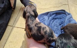 Cocker Spaniel dogs for sale: Cocker Spaniel puppies - Image 5