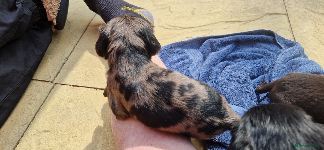 Cocker Spaniel dogs for sale: Cocker Spaniel puppies - Image 5