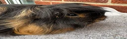 Guinea Pig rodents for sale: Peruvian sows x 2 - Advert 5