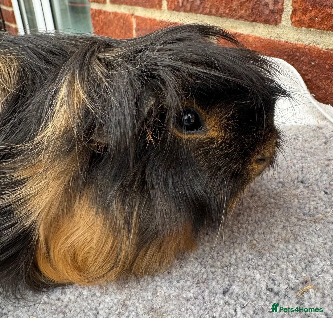 Guinea Pig rodents for sale: Peruvian sows x 2 - Advert 5