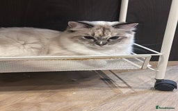 Ragdoll cats for sale: Adorable Ragdoll Looking for a Loving New Home  - Image 3