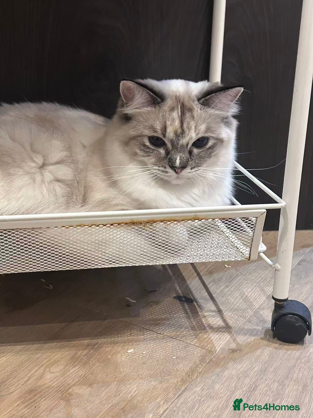 Ragdoll cats for sale: Adorable Ragdoll Looking for a Loving New Home  - Image 3
