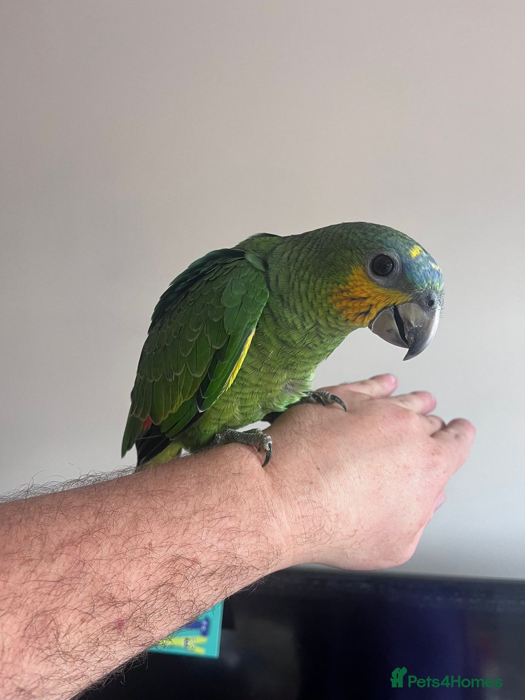 Parrots birds for sale: Baby orange wing amazon parrots 12 weeks old  - Image 3