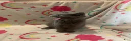 Scottish Fold cats for sale: Lovely & Energetic, Blue Scottish Straight Kitten! - Advert 9