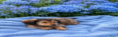 Dachshund Puppy 2