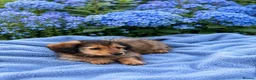 Dachshund dogs for sale: KC REG long haired miniature dachshund - Advert 12