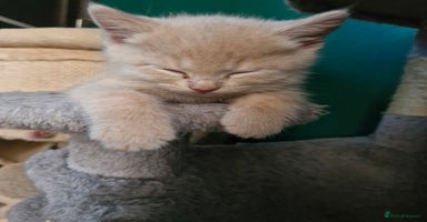 Scottish Fold cats Scottish fold kittens with straight ears - Advert 5