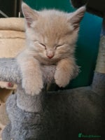 Scottish Fold cats Scottish fold kittens with straight ears - Advert 1