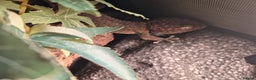 Gecko reptiles for sale: Tokay gecko for sale  - Advert 3