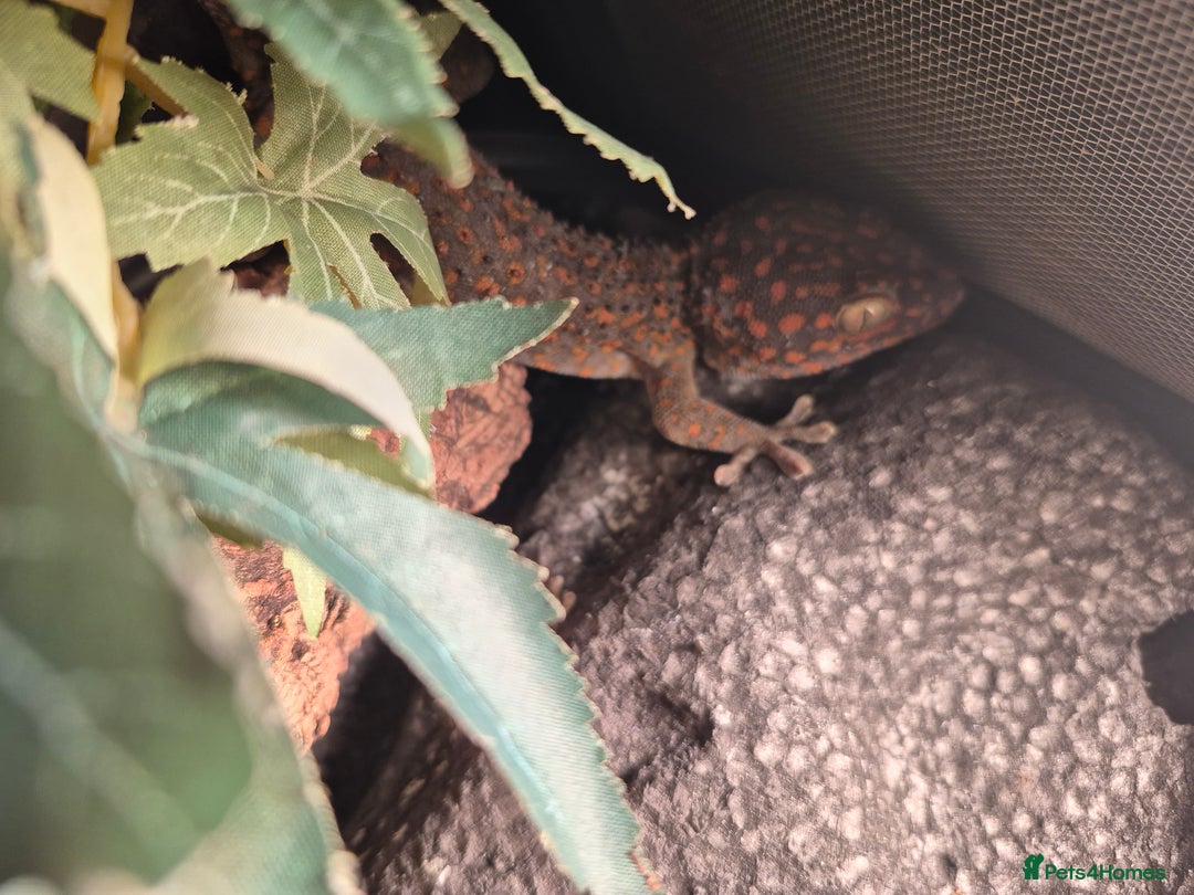 Gecko reptiles for sale: Tokay gecko for sale  - Advert 3