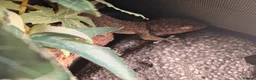 Gecko reptiles for sale: Tokay gecko for sale  - Advert 3