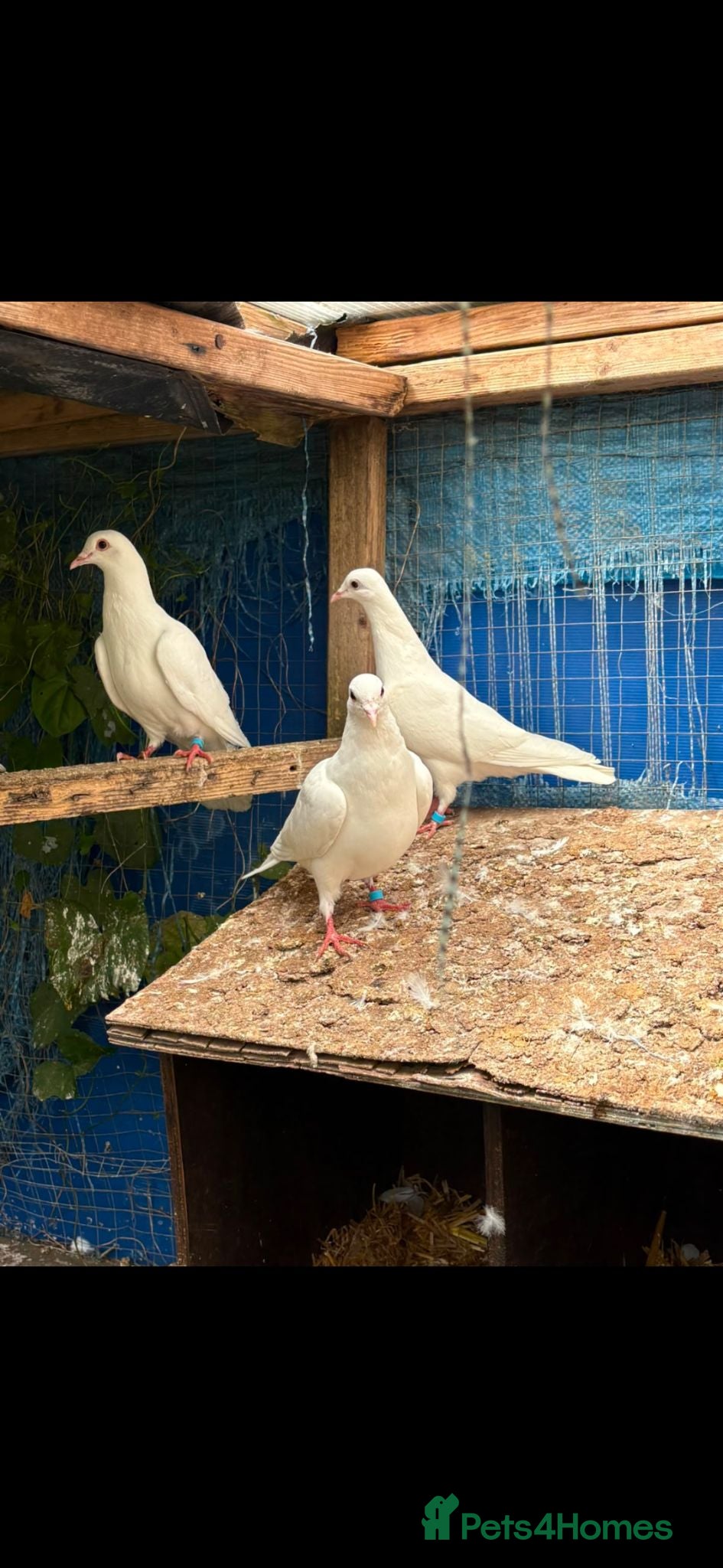 Doves birds White English pigeons/ Doves - Advert 13