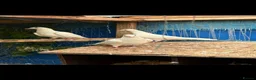 Doves birds for sale: White English pigeons/ Doves - Advert 1
