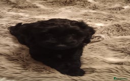 Mixed Breed dogs for sale: Six beautiful cockerpoos - Image 9