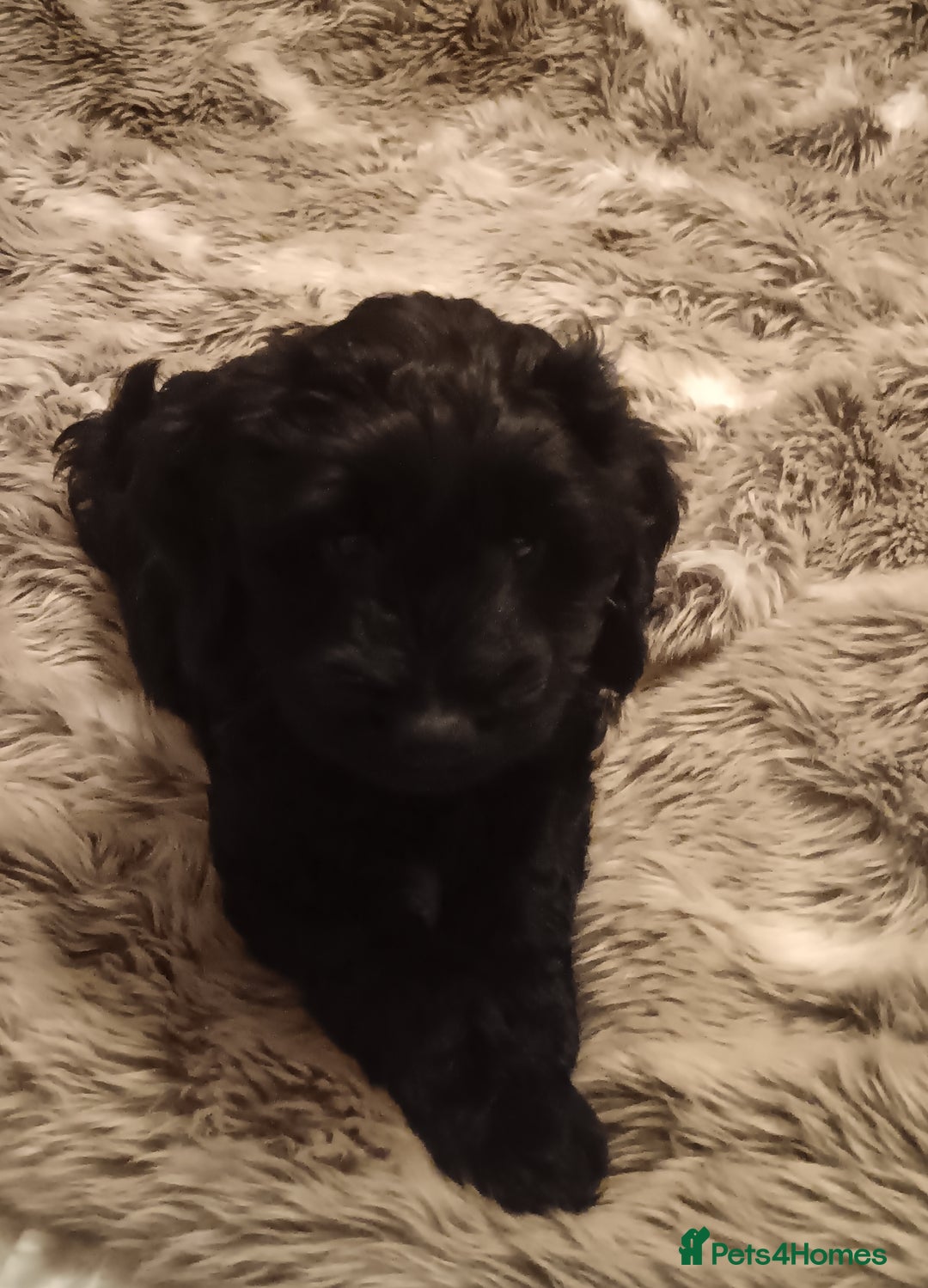 Mixed Breed dogs for sale: Six beautiful cockerpoos - Image 9