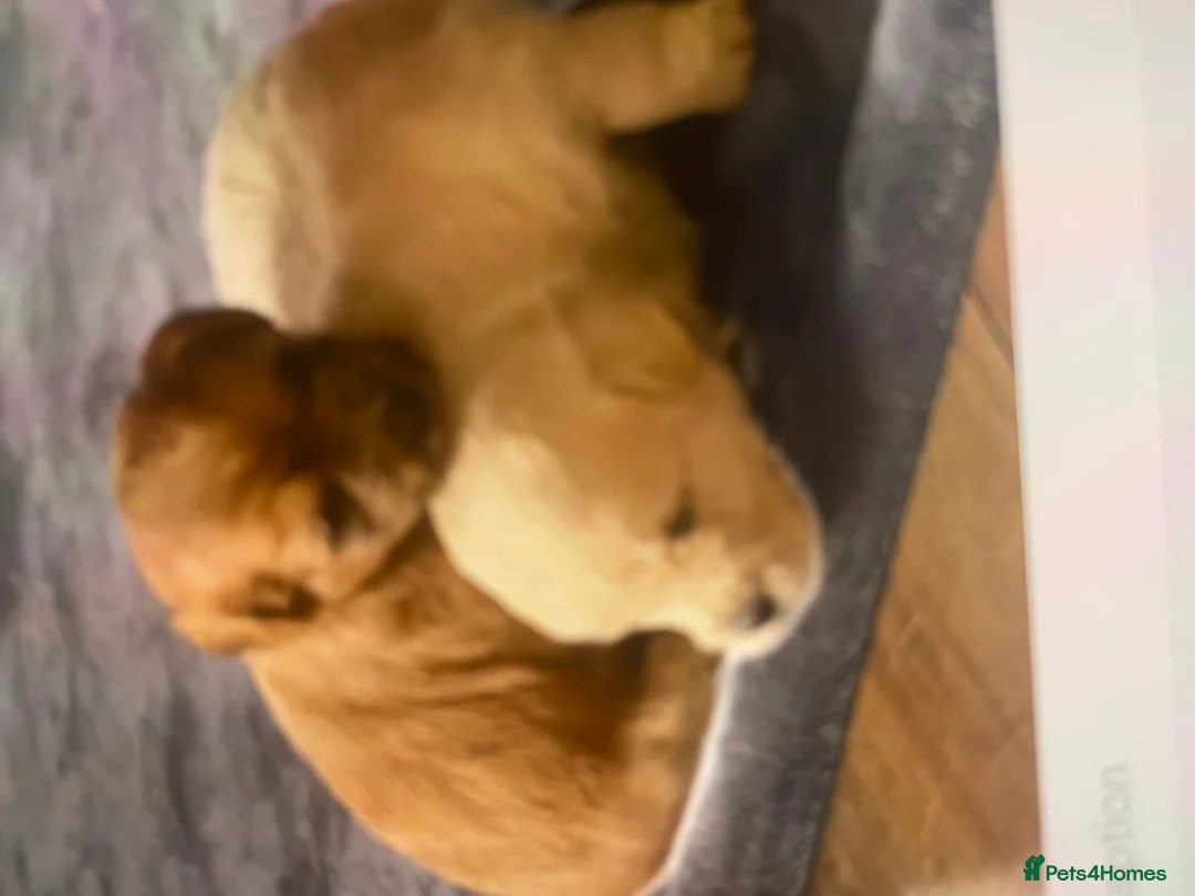 Mixed Breed dogs for sale: Norfolk terrier Cross by French bull bulldog cross - Advert 17